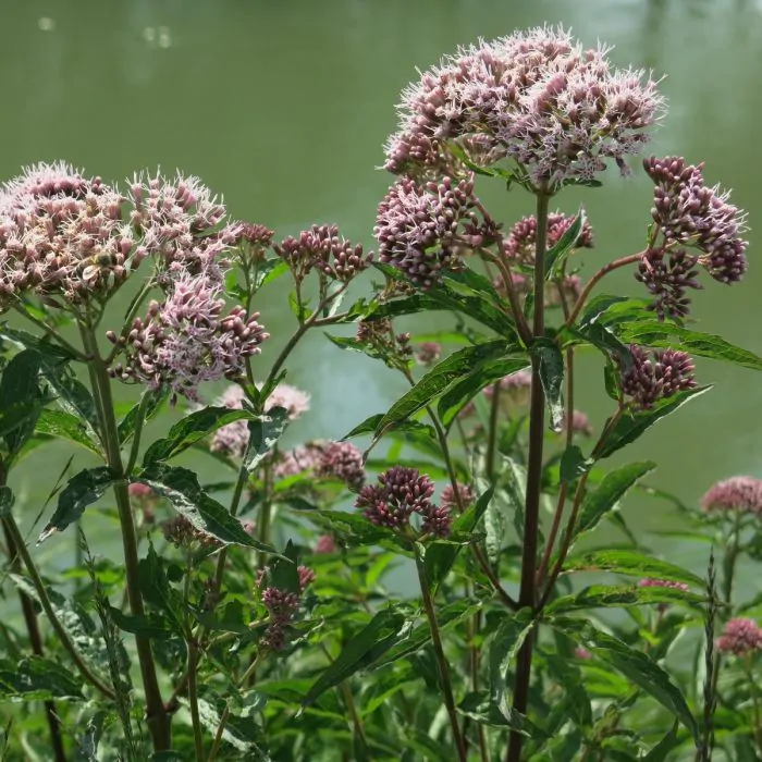 Valeriana officinalis - Echte valeriaan