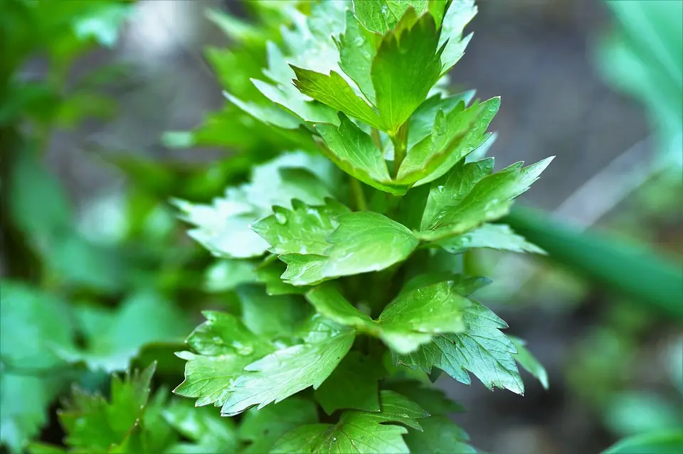 Levisticum officinale - Lavas