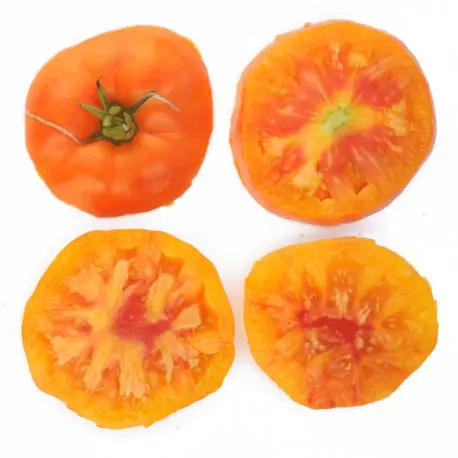 Tomaat Orange Copia