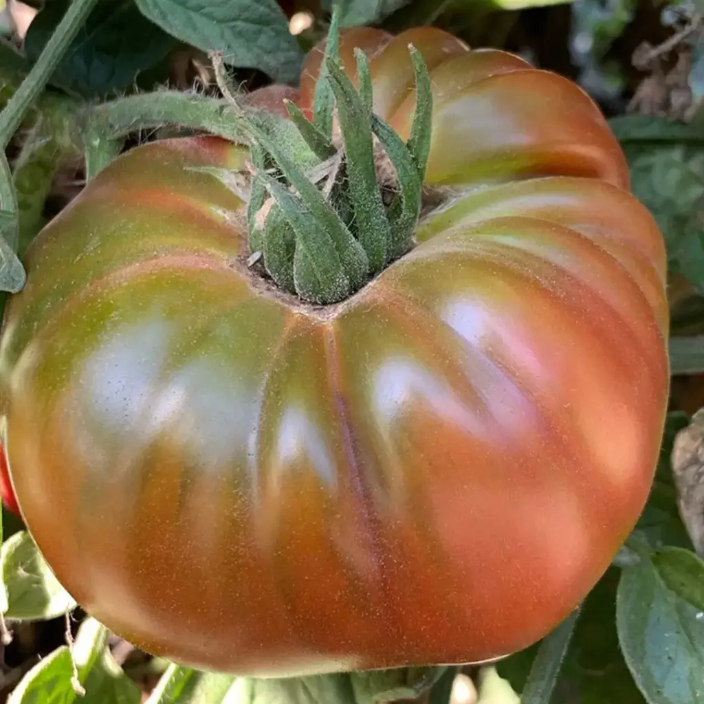 Tomaat Ananas Noire