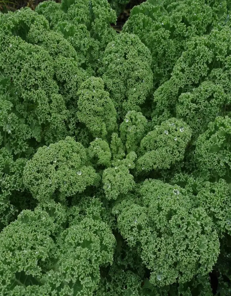 Boerenkool