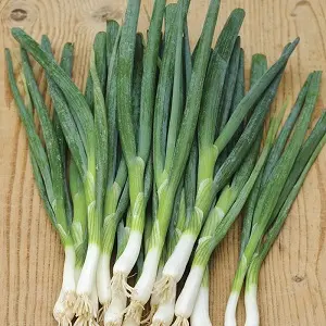 Pijpajuin 'Ischikrona'