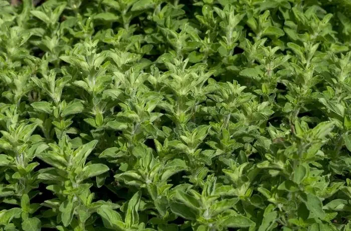 Origanum vulgare subsp. hirtum - Griekse oregano 'Hera'