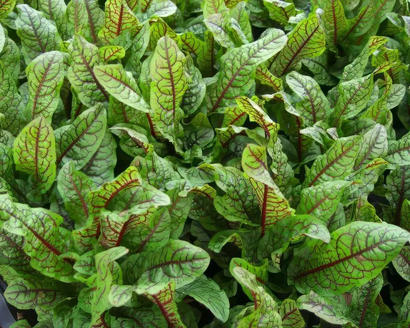 Rumex sanguineus - Bloedzuring