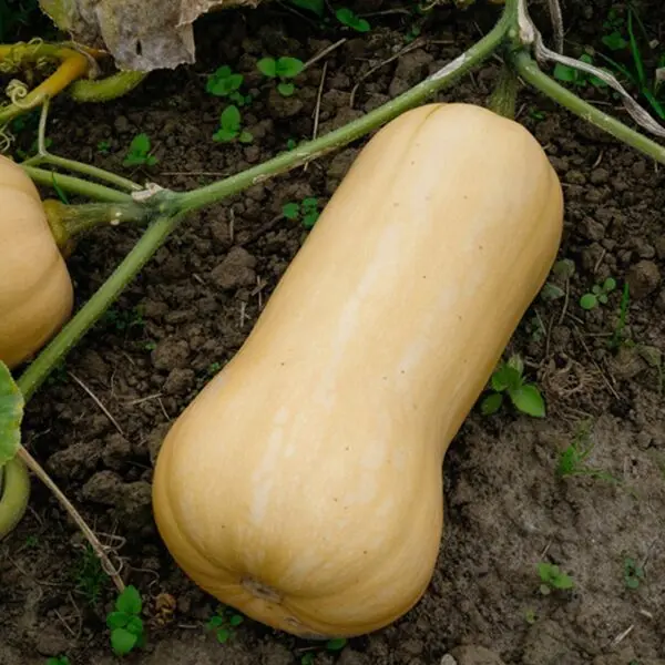 Pompoen Butternut