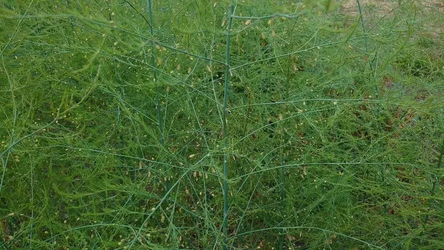 Asparagus officinalis - Asperge groen