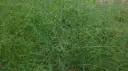 Asparagus officinalis - Asperge groen