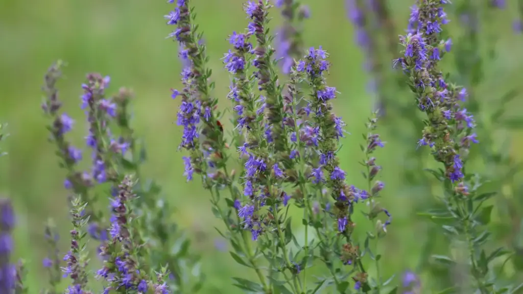 Hyssopus officinalis - Hyssop