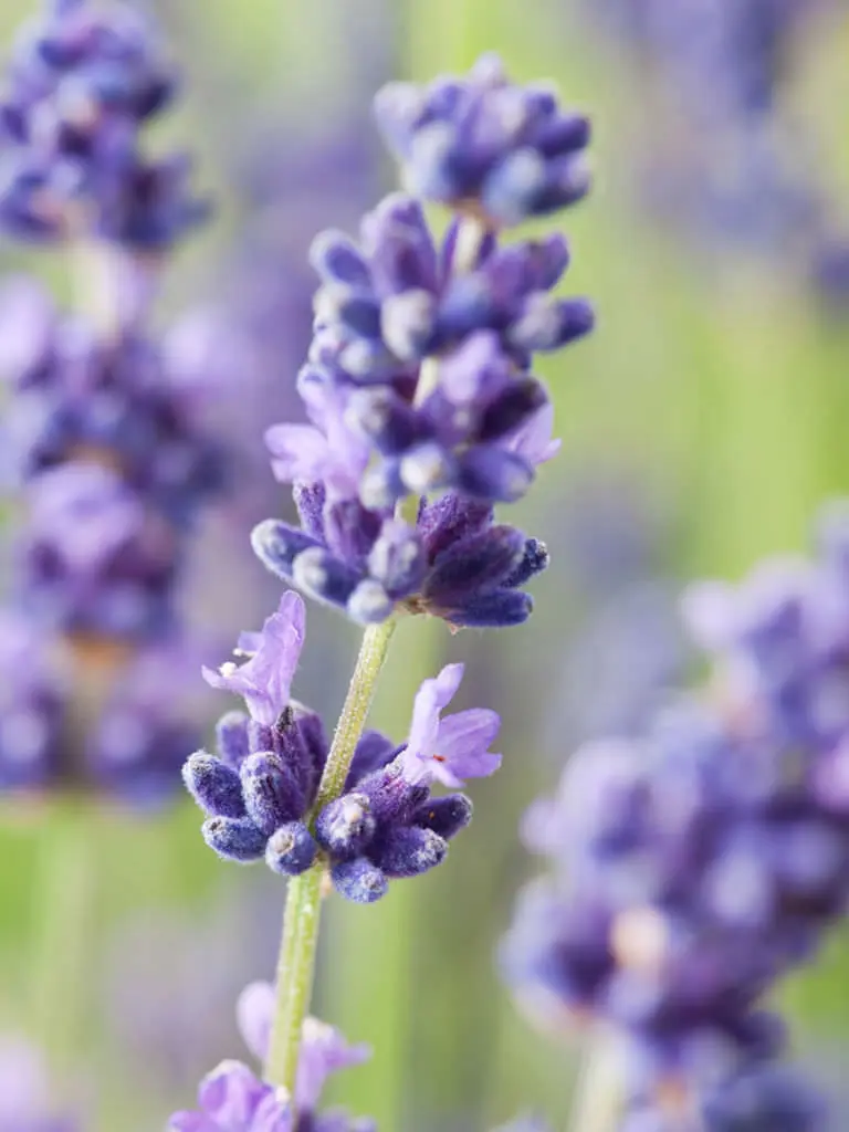 Lavandula angustifolia - Lavendel