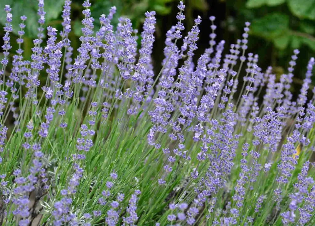 Lavandula latifolia - Spijklavendel