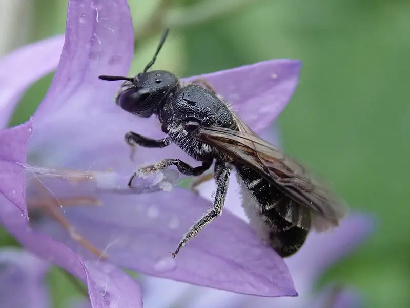 Borderpakket Klokjesbij