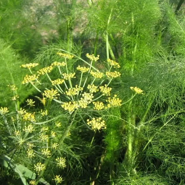 Foeniculum vulgare - Doorlevende venkel