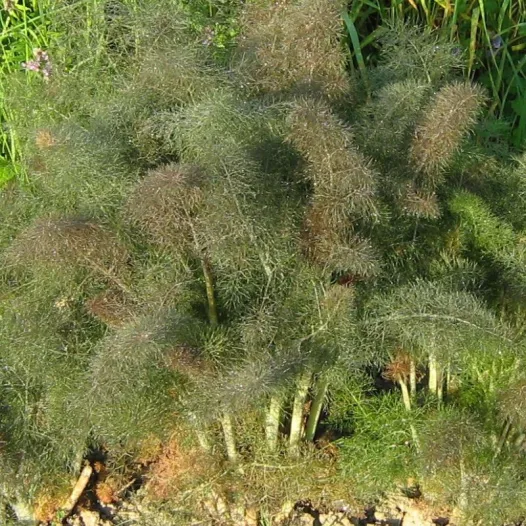 Foeniculum vulgare - Bronsvenkel
