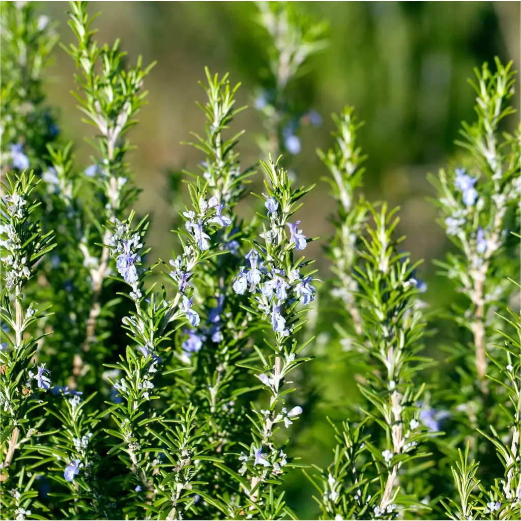 Salvia rosmarinus - Rozemarijn