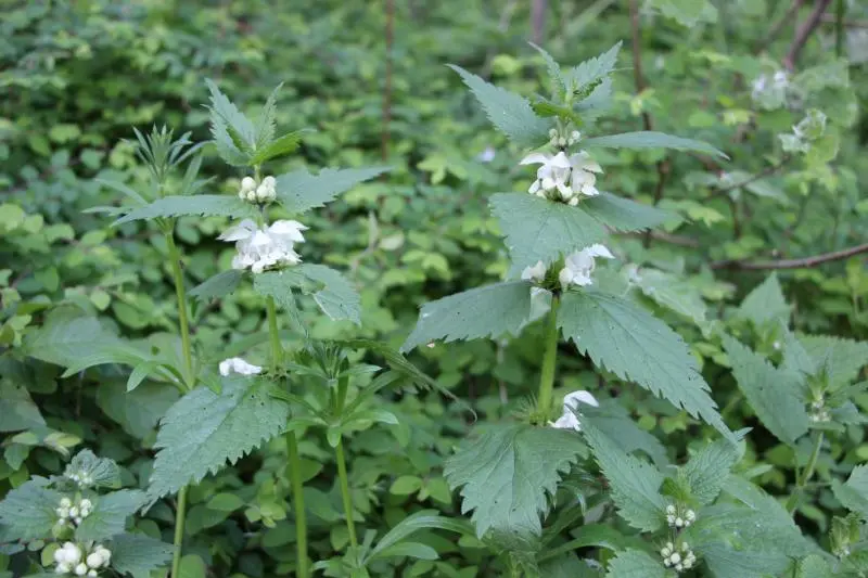 Lamium album - Witte dovenetel