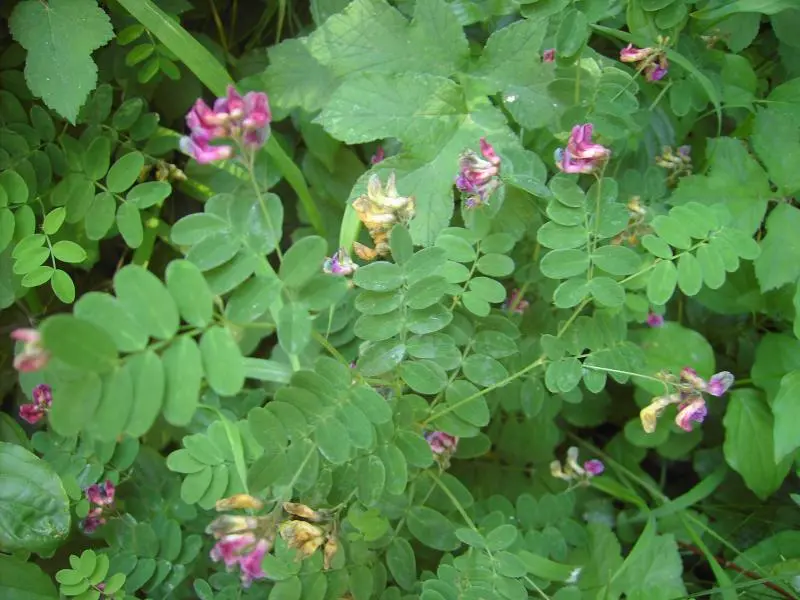 Lathyrus niger - Zwarte lathyrus
