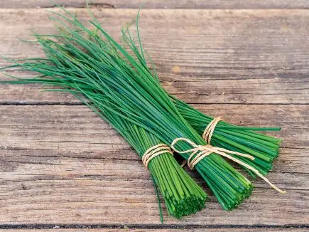 Allium schoenoprasum - Bieslook 'Schmitt'