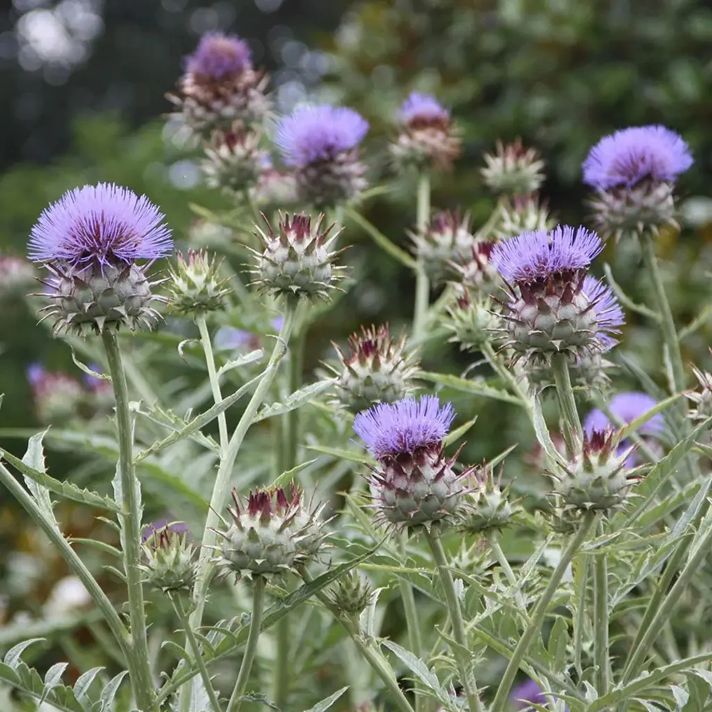 Cynara cardunculus - Kardoen