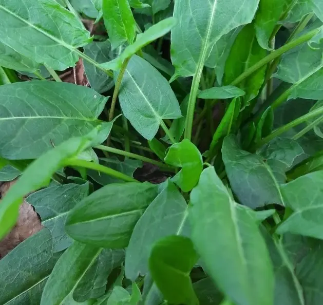 Rumex acetosa - veldzuring