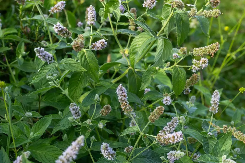 Mentha longifolia - Hertsmunt