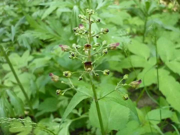 Scrophularia nodosa - Knopig helmkruid