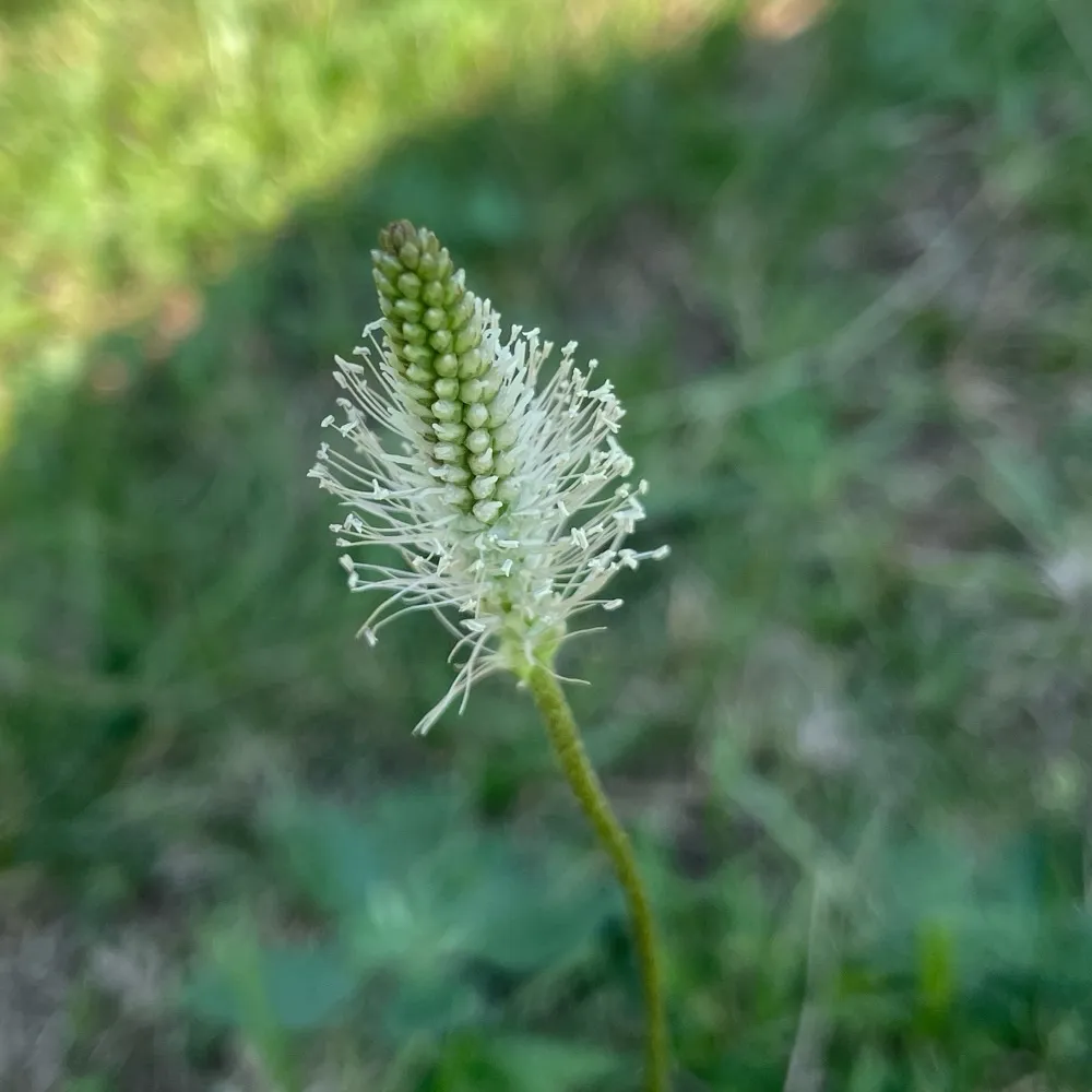 Plantago media - Ruige weegbree