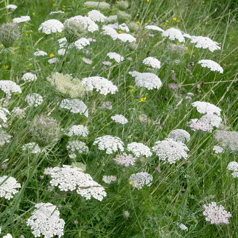 Daucus carota - Peen