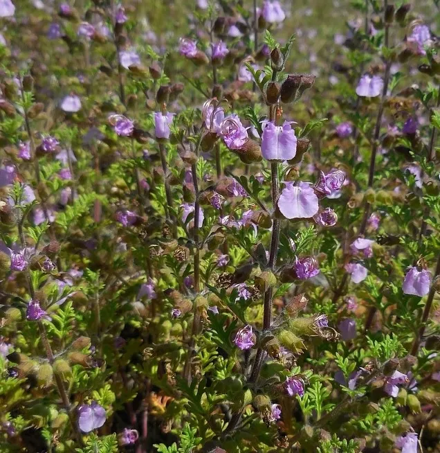 Teucrium botrys - Trosgamander