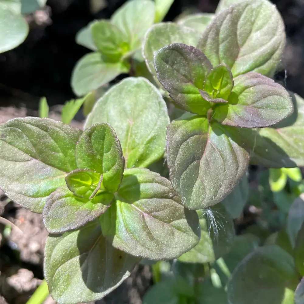 Mentha aquatica - Watermunt