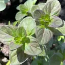 Mentha aquatica - Watermunt