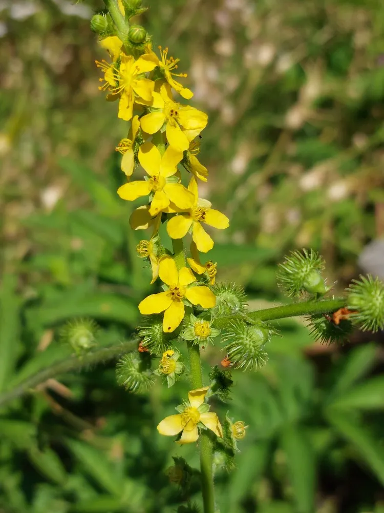 Agrimonia procera - Welriekende agrimonie