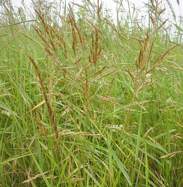 Festuca rubra - Rood zwenkgras