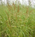 Festuca rubra - Rood zwenkgras