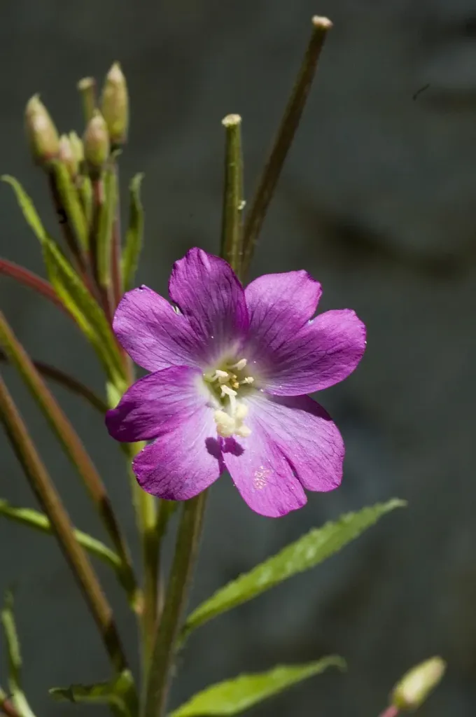 Epilobium hirsutum - Harig wilgenroosje