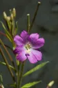 Epilobium hirsutum - Harig wilgenroosje