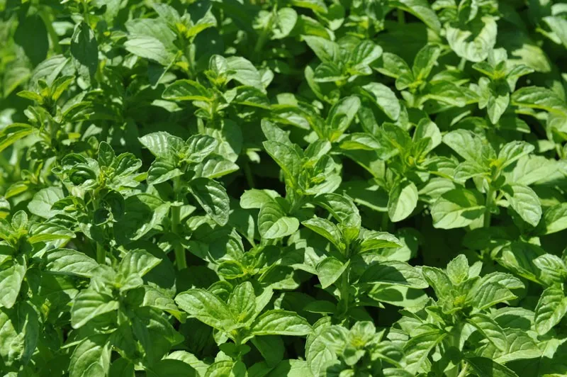 Mentha pulegium - Polei