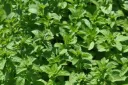 Mentha pulegium - Polei