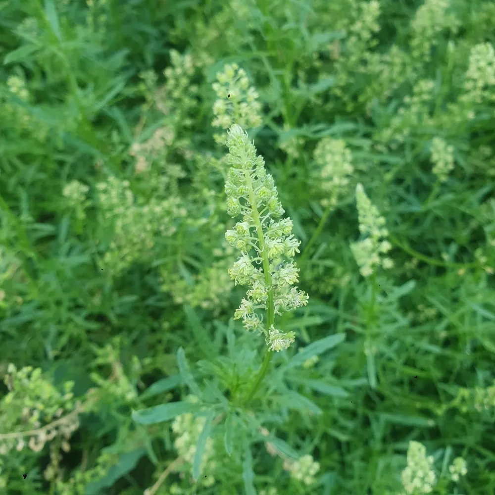 Reseda lutea - Wilde reseda