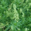 Reseda lutea - Wilde reseda