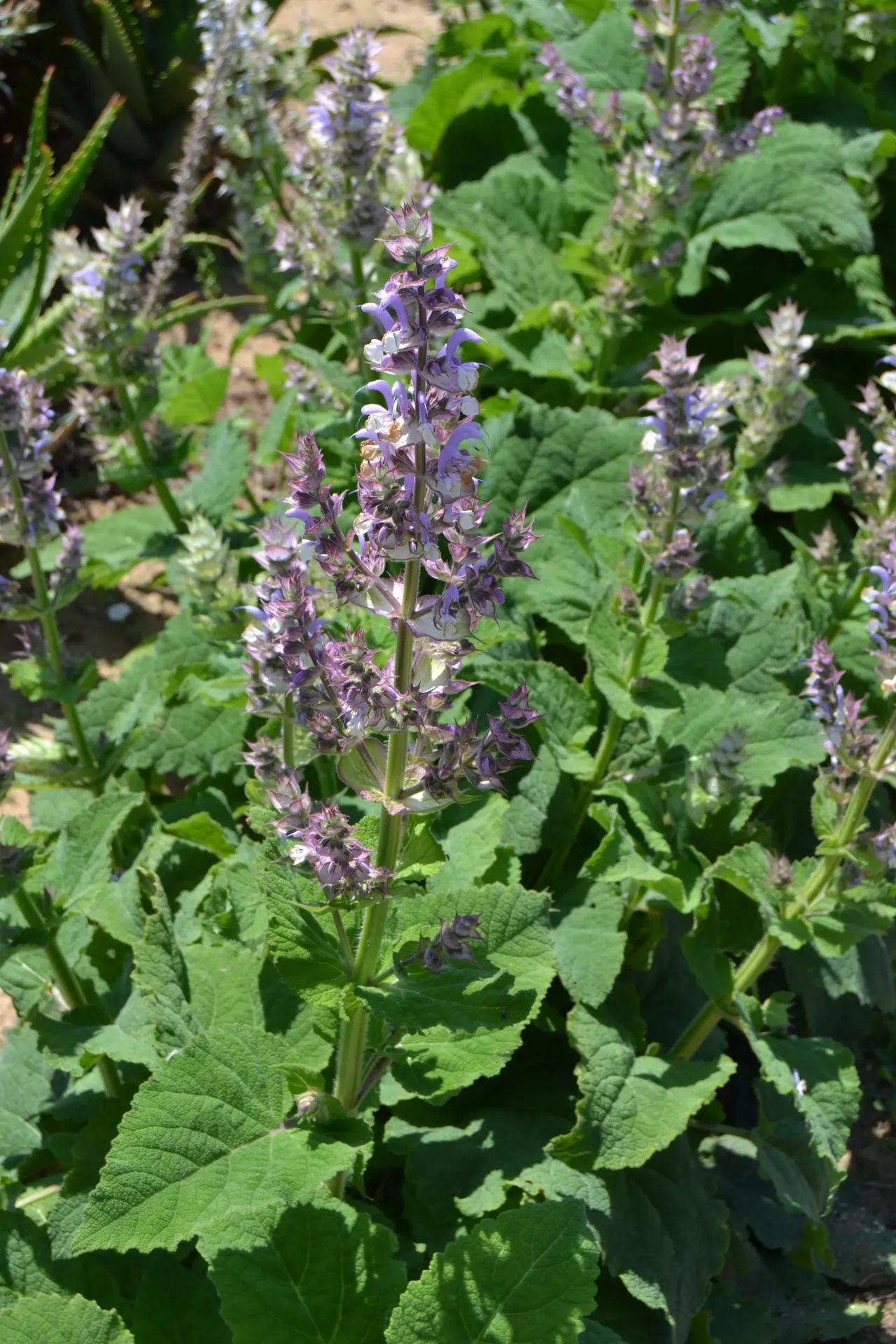 Salvia sclarea - Muskaatsalie