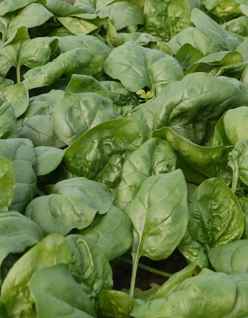 Spinazie 'Butterflay'