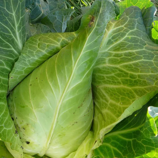 Spitskool 'Filderkraut'