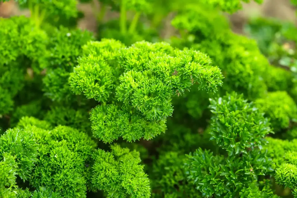 Petroselinum crispum - Krulpeterselie