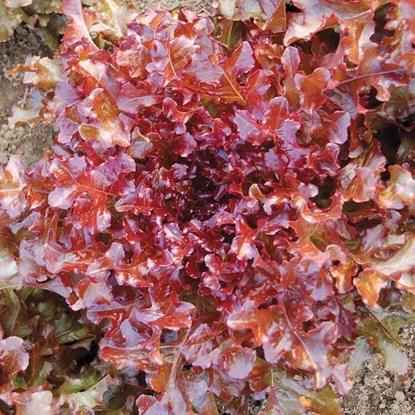Sla eikenblad 'Red Salad Bowl'