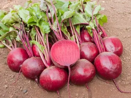 Biet rood