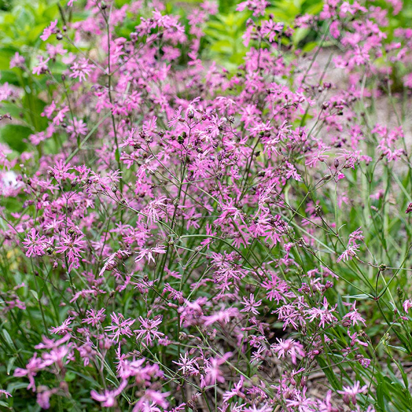 Lychnis flos-cuculi - Echte koekoeksbloem