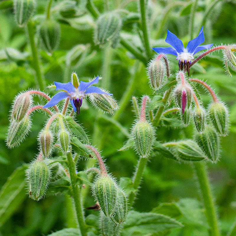 Borago officinalis - Komkommerkruid (Bernagie)