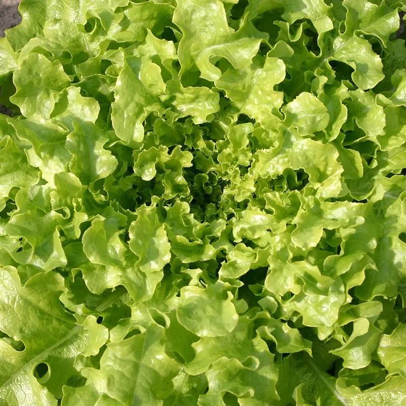 Sla eikenblad 'Salad bowl'