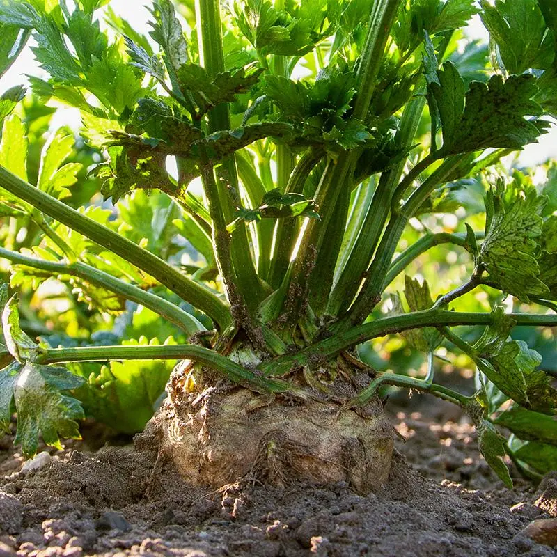 Knolselder 'Monarch'