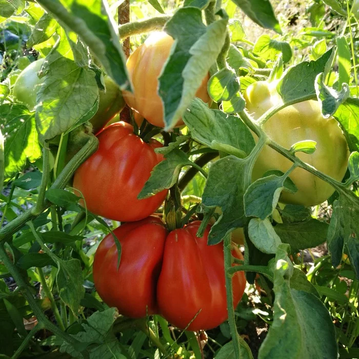 Tomaat Coeur de Boeuf De Nice